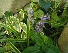 f:id:cangael:20180928081116j:image:right