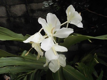 f:id:cangael:20180930064542j:image