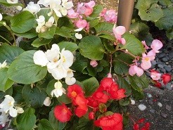 f:id:cangael:20181006153940j:image