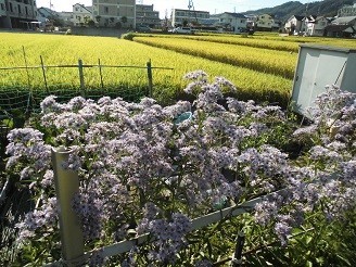 f:id:cangael:20181008145422j:image