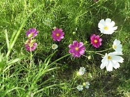 f:id:cangael:20181008150756j:image:right