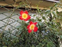 f:id:cangael:20181019110217j:image:right f:id:cangael:20181019110217j:image:right