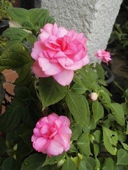 f:id:cangael:20181025090934j:image:left