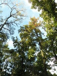 f:id:cangael:20181030153115j:image:right