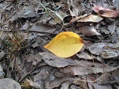 f:id:cangael:20181030153200j:image:right f:id:cangael:20181030153200j:image:right