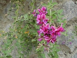 f:id:cangael:20181112133754j:image f:id:cangael:20181112133754j:image