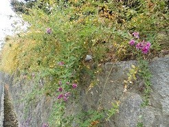 f:id:cangael:20181112133825j:image:left f:id:cangael:20181112133825j:image:left