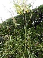 f:id:cangael:20181112134015j:image:right f:id:cangael:20181112134015j:image:right