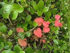 f:id:cangael:20181112142359j:image:right f:id:cangael:20181112142359j:image:right