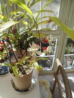 f:id:cangael:20181120092920j:image:left