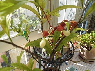 f:id:cangael:20181120093125j:image f:id:cangael:20181120093125j:image