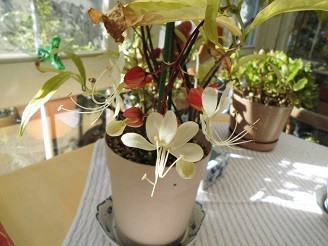 f:id:cangael:20181120093209j:image f:id:cangael:20181120093209j:image