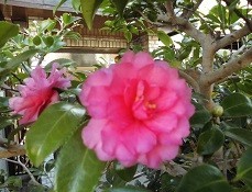 f:id:cangael:20181121113721j:image:right