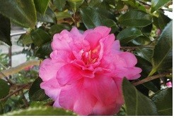 f:id:cangael:20181121113800j:image:right