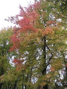 f:id:cangael:20181125145838j:image f:id:cangael:20181125145838j:image