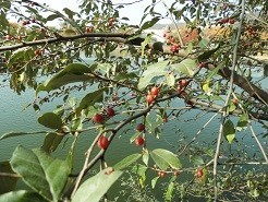 f:id:cangael:20181130101813j:image:right f:id:cangael:20181130101813j:image:right