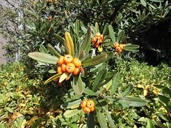 f:id:cangael:20181130111915j:image:right f:id:cangael:20181130111915j:image:right