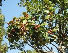 f:id:cangael:20181130112117j:image:left f:id:cangael:20181130112117j:image:left