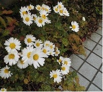 f:id:cangael:20181130133324j:image:left