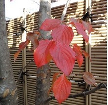 f:id:cangael:20181130133338j:image