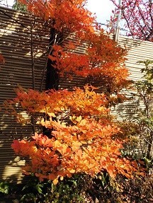 f:id:cangael:20181130133410j:image