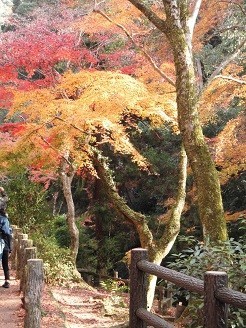 f:id:cangael:20181202111532j:image