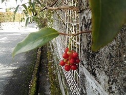 f:id:cangael:20181205113058j:image:right