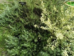 f:id:cangael:20181209105347j:image:right f:id:cangael:20181209105347j:image:right