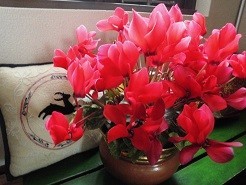 f:id:cangael:20181219134924j:image:right