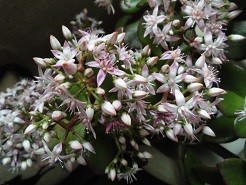 f:id:cangael:20181223142237j:image:right