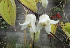 f:id:cangael:20190109112908j:image:left