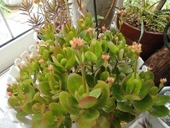 f:id:cangael:20190112144719j:image:left