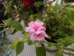 f:id:cangael:20190112144748j:image:right