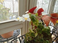 f:id:cangael:20190112144800j:image:right