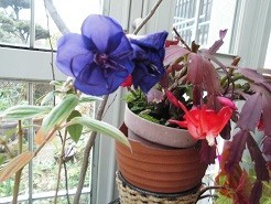 f:id:cangael:20190112144829j:image:left