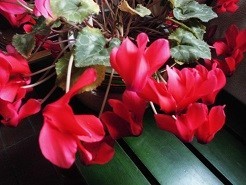 f:id:cangael:20190112152510j:image:right