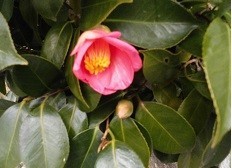 f:id:cangael:20190118133941j:image:right