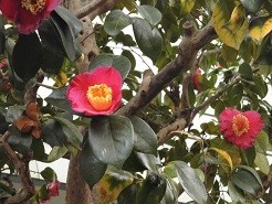 f:id:cangael:20190118134044j:image:left