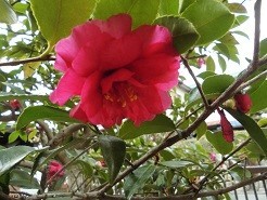 f:id:cangael:20190118142439j:image:right f:id:cangael:20190118142439j:image:right