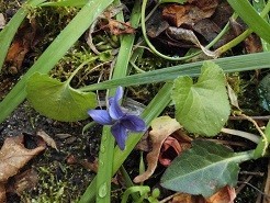 f:id:cangael:20190127134036j:image:left