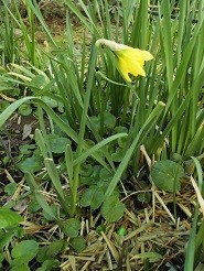 f:id:cangael:20190127134421j:image:left