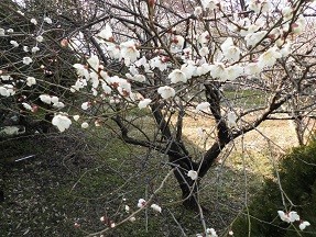 f:id:cangael:20190218143040j:plain f:id:cangael:20190218143040j:plain