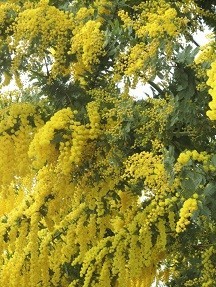 f:id:cangael:20190304150859j:plain f:id:cangael:20190304150859j:plain