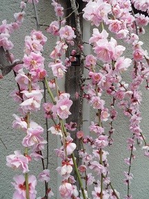 f:id:cangael:20190304153731j:image:left