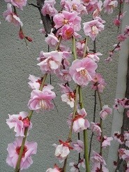 f:id:cangael:20190304153756j:image:right