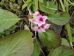 f:id:cangael:20190305133520j:plain