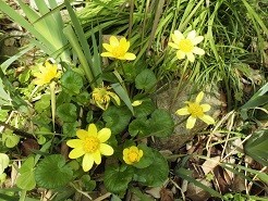 f:id:cangael:20190312121744j:plain