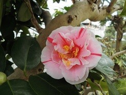 f:id:cangael:20190312121811j:plain