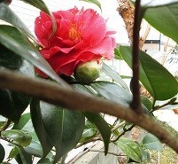 f:id:cangael:20190312121958j:plain