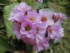 f:id:cangael:20190312122030j:plain